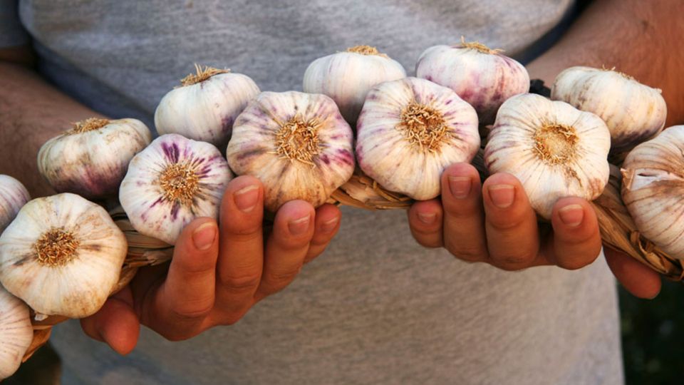 Посыпьте этим грядки уже сейчас: чеснок вырастет сразу зеленым и без желтизны