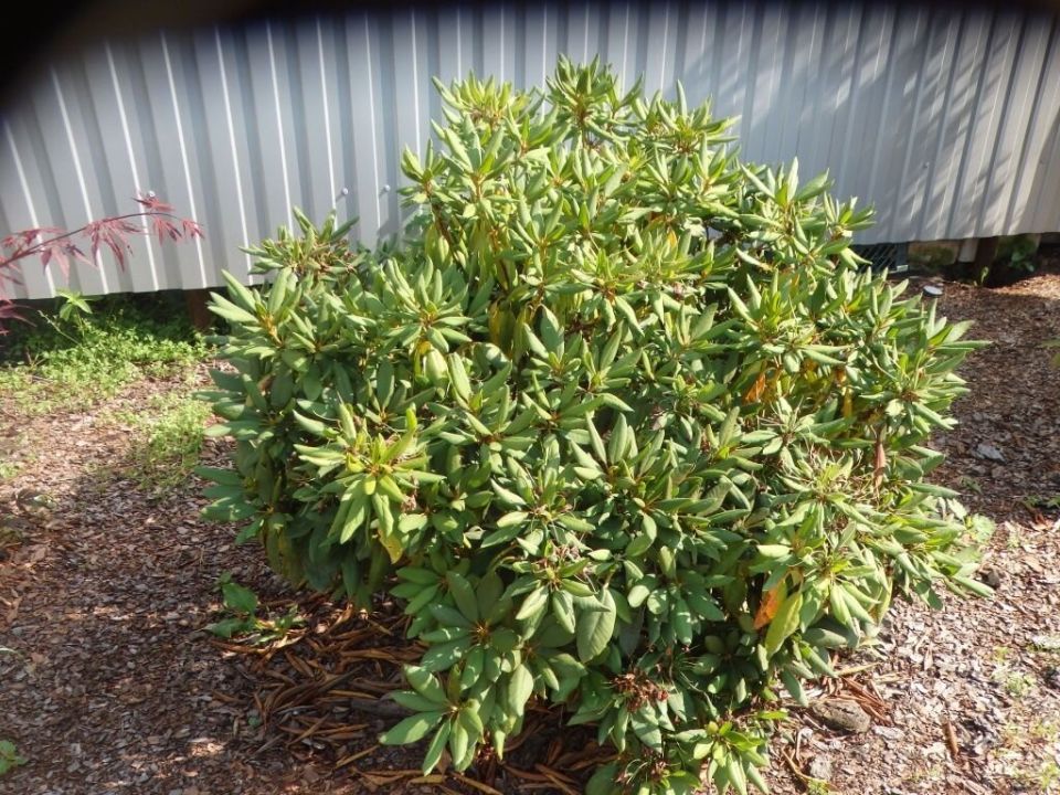 Как защитить рододендроны от зимних холодов: советы по уходу