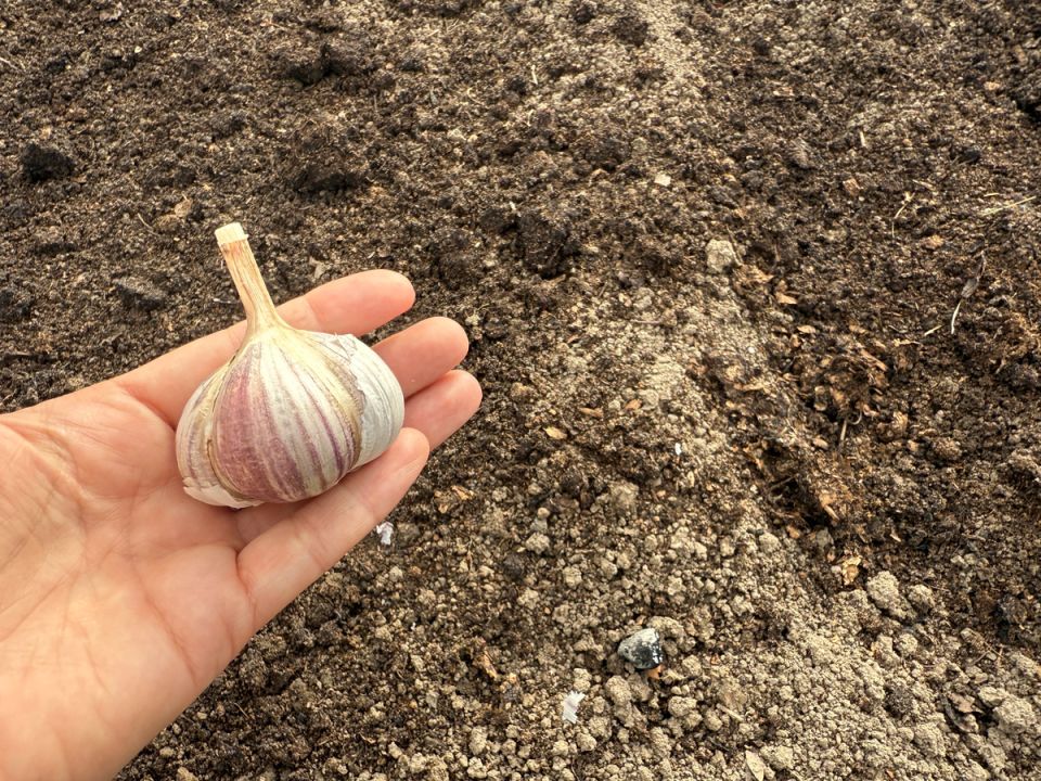 Оптимизация посадки озимого чеснока для шикарного урожая