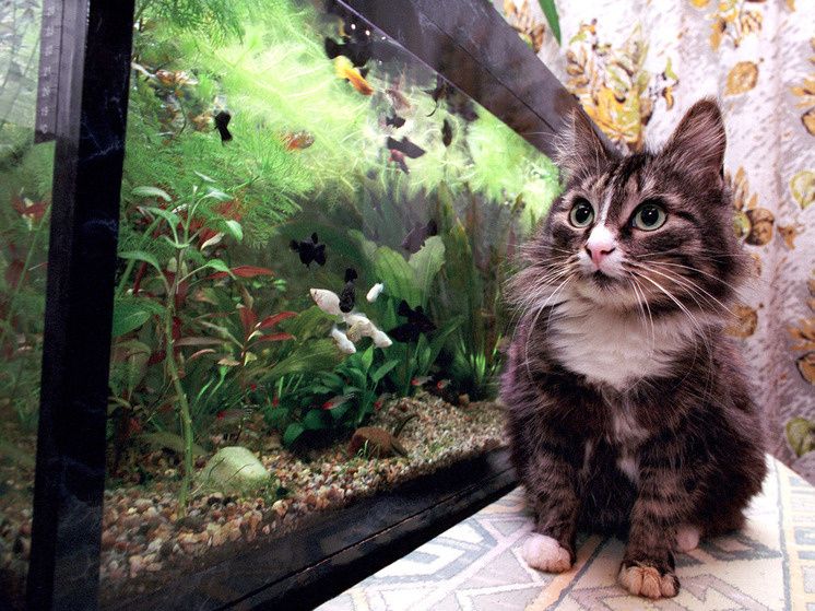 ����� ����� � ���������� �������� ��������: ��� �� ������� ���� ������ � ��������