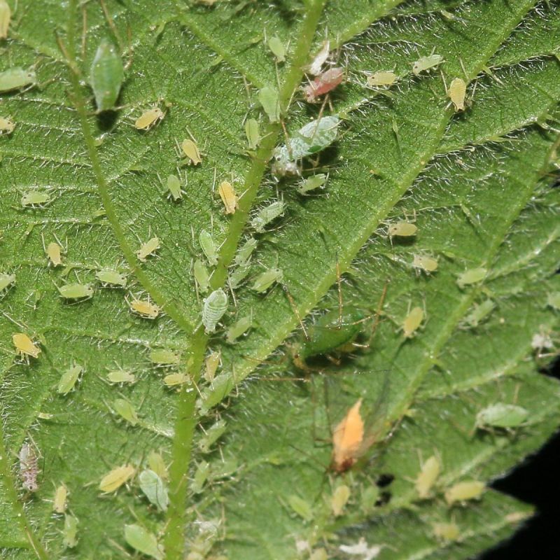 Какие растения привлекают тлю в ваш сад? Остерегайтесь этих "магнитов"