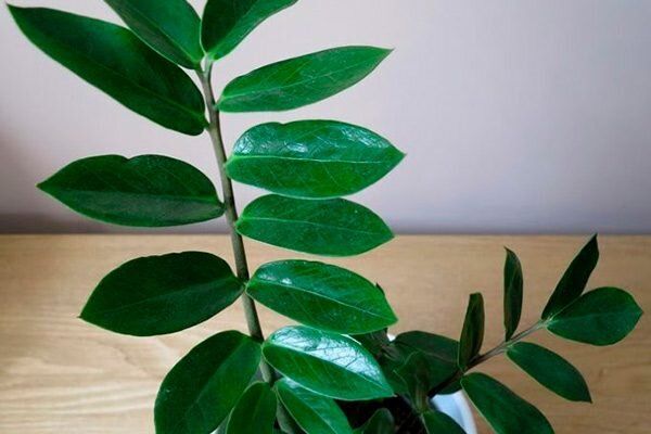 Замиокулькас: удивительное разнообразие видов и сортов для вашего интерьера