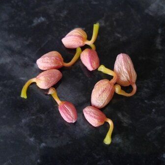 ������ ������� ������ ������: ������� ������� � ��� � ���� ������?