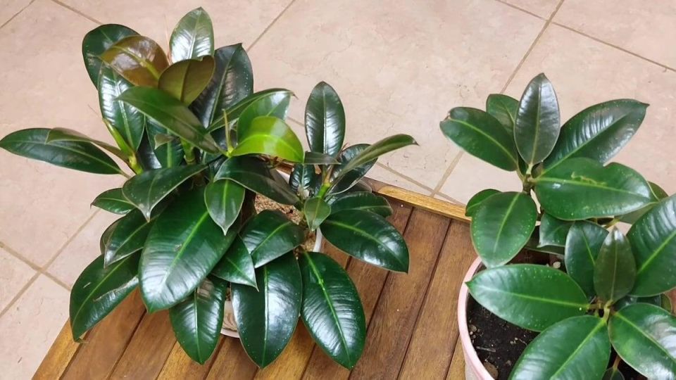 Блеск для листьев: волшебство или вред для растений?