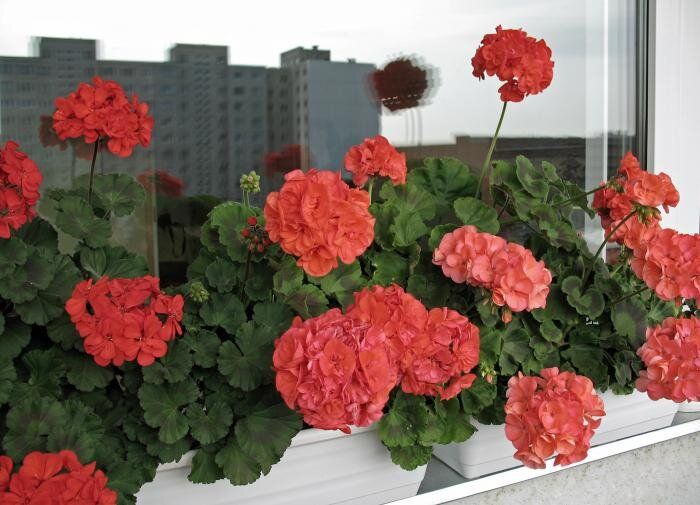 �� ��������� ������: ������ ��������� ��������� �������� ��� �������