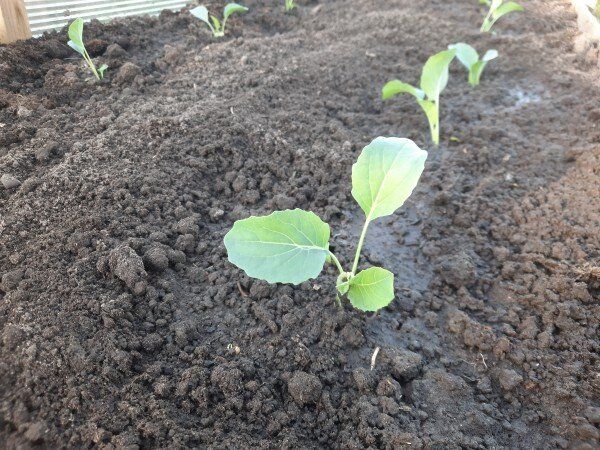 ������� �������� ������� �������: �������� ������� ��� ���������� ���������