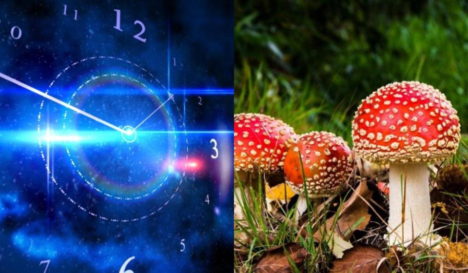 Грибы и знаки Зодиака: что скрывает ваш звездный шляпка?
