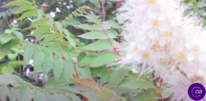 Рябинник рябинолистный: привлекательное решение для вашего сада