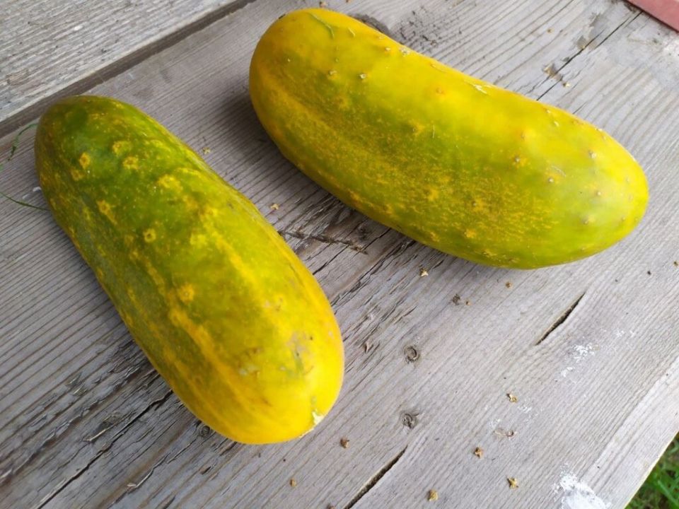 ������� ����� � �������� ����� �������: ��� ��������� ������� ���� �� �������