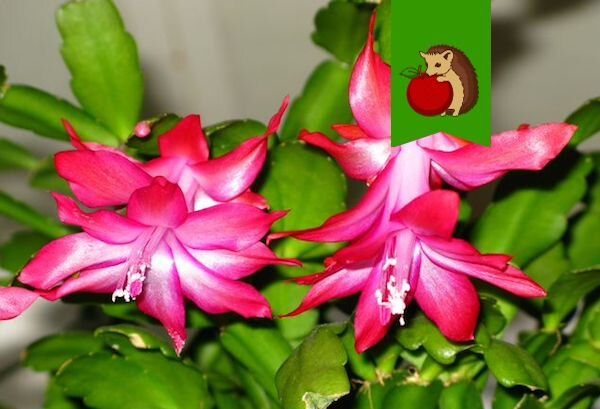 ��� ������� ��������� ������ ����������� ��� ����� ������ � ���������������� � ��������?