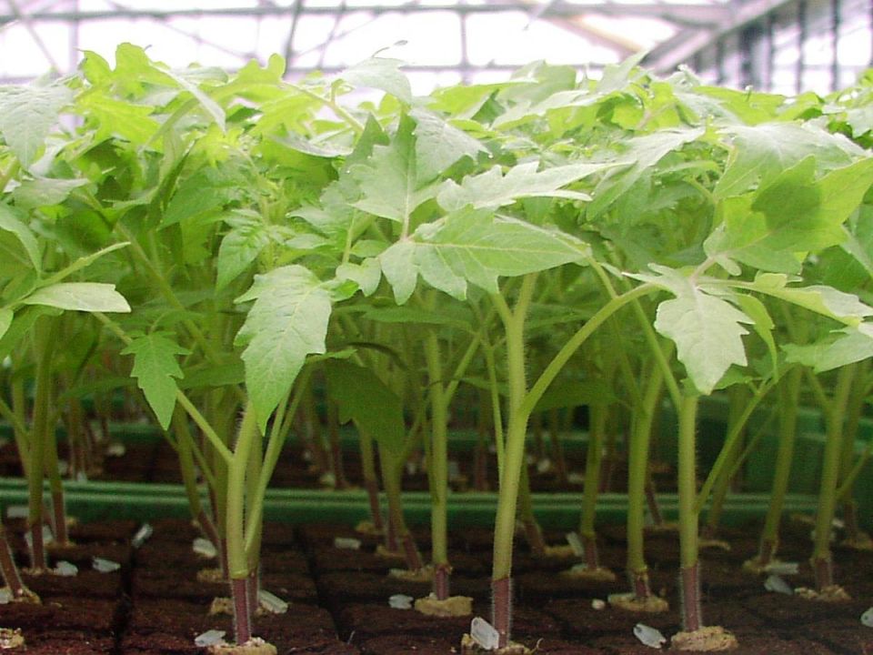 Как простая пленка может спасти вашу рассаду: секреты успешного выращивания томатов и перцев