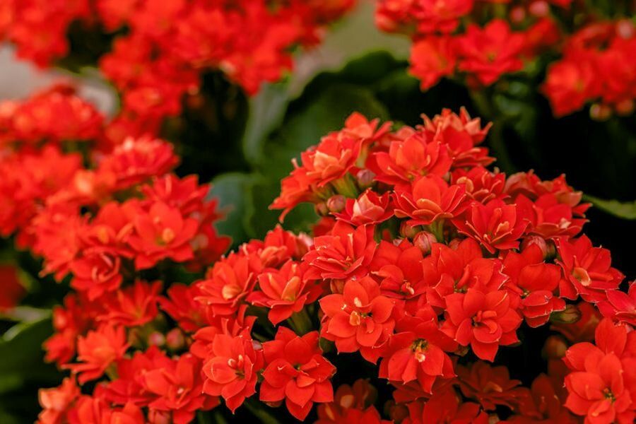 ��� ��������� �������� � ��������: ������� ������ �� �����