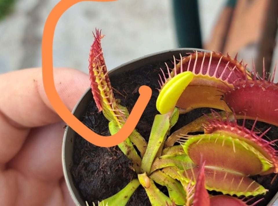 5 распространенных ошибок в уходе за венериной мухоловкой