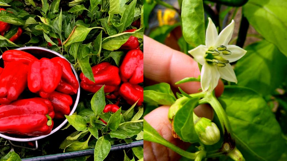 Как добиться роскошного урожая перцев: секреты успешного удобрения