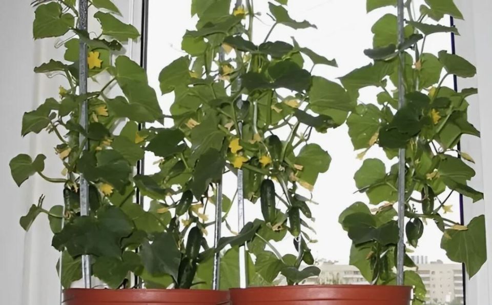 ��� ��������� ������� ������ �� ����������� �����