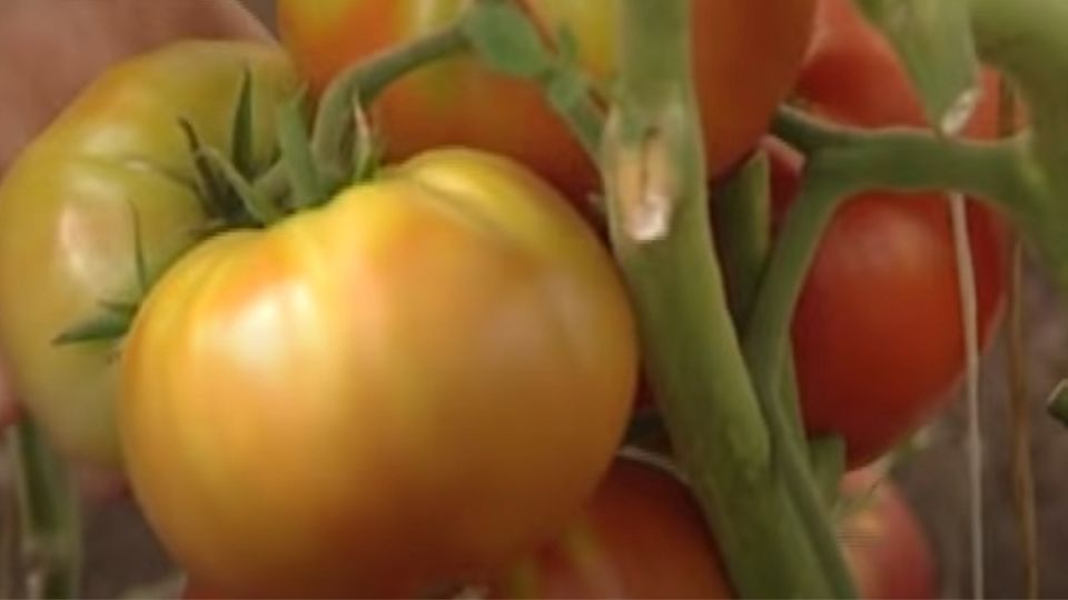 ��� ��������� ���������� ���-������: ������� ������ ��� ���������