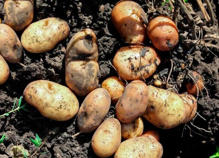 ��� ������� ��������� ���������: ������ ���������