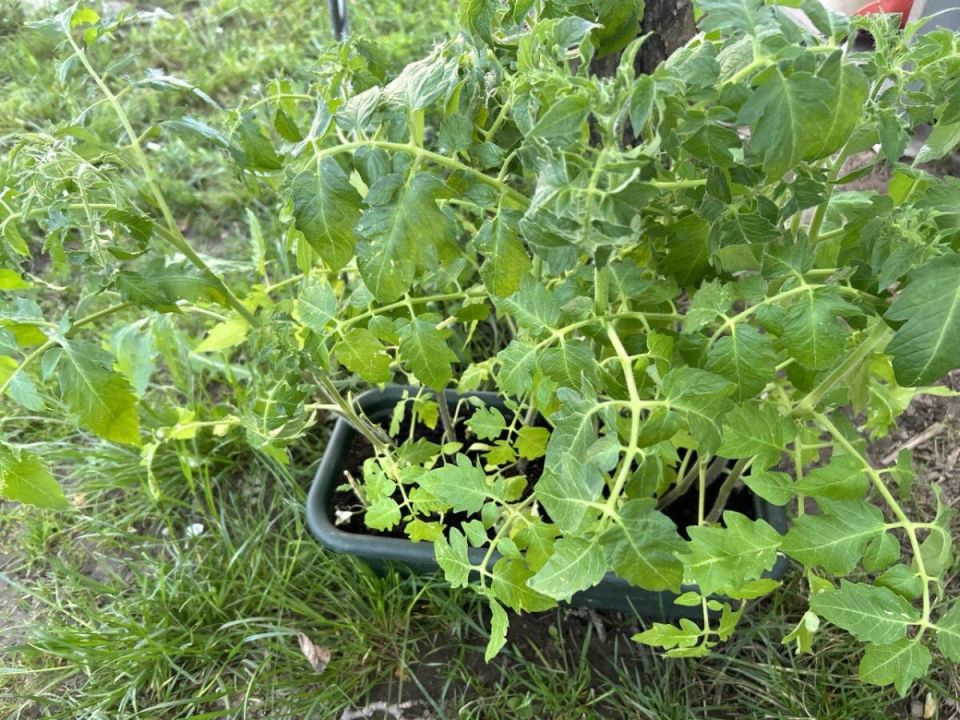 ��� ����������� ������� � �������: ������� ��������� �����������