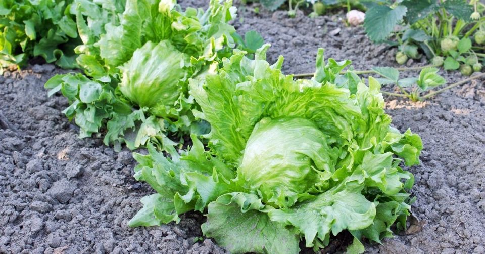 ������� ��������� ����������� ������ ������� �� ����������� � � �������� ������