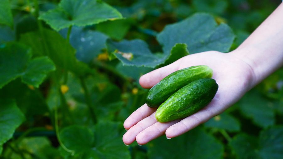 ������� ������� ����� ������� � �������