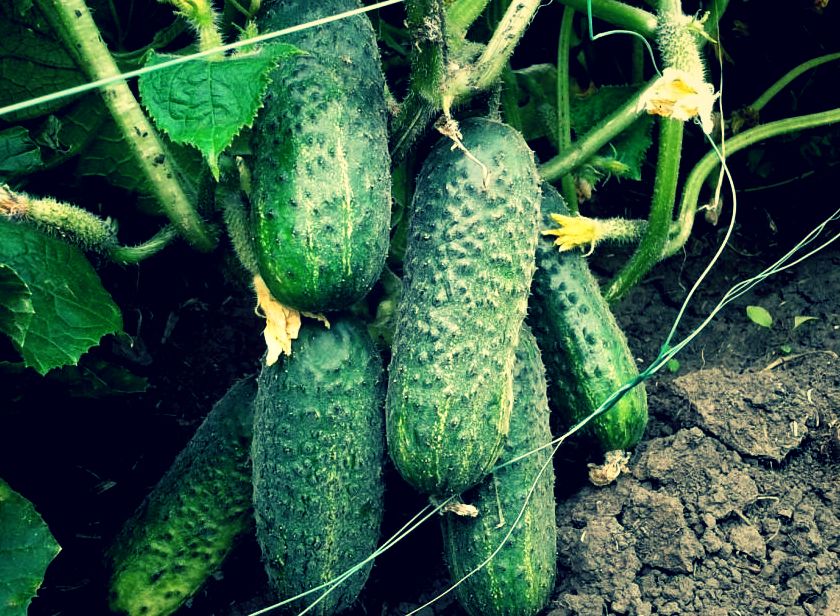 ��� ��������� 40 ����������� ������� � ����� ���� ���� ������