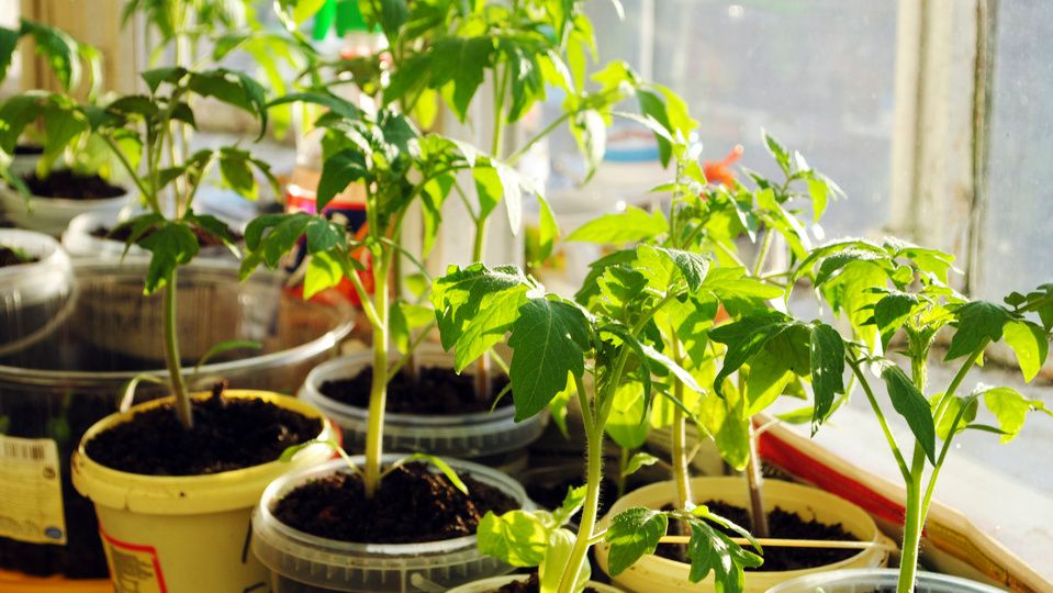 ��������� � ����������� �������: ��� �������� ��������� � �������� ������� �����