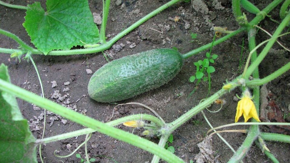 ��������� ������ � �������: ������� ������� ��� �������� ����� �������