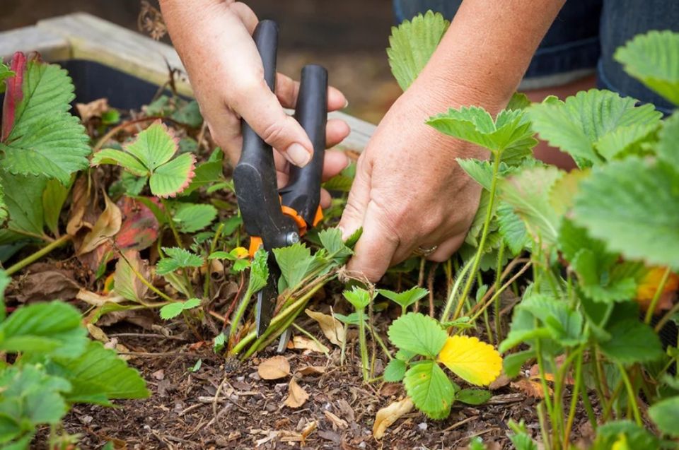 осенний уход за клубникой: как подготовить грядки к зиме для щедрого harvest