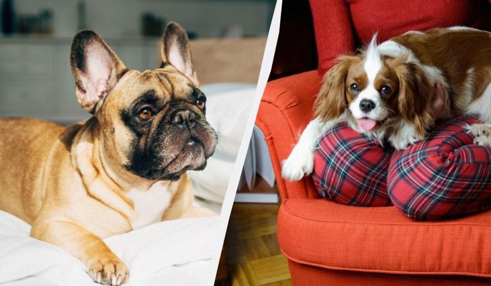 Сколько стоят болезни: собаки, которые могут разорить владельца