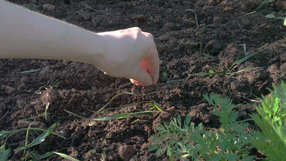 ������������� ����� �������: ��� ��������� ������ ���� � �������� ������