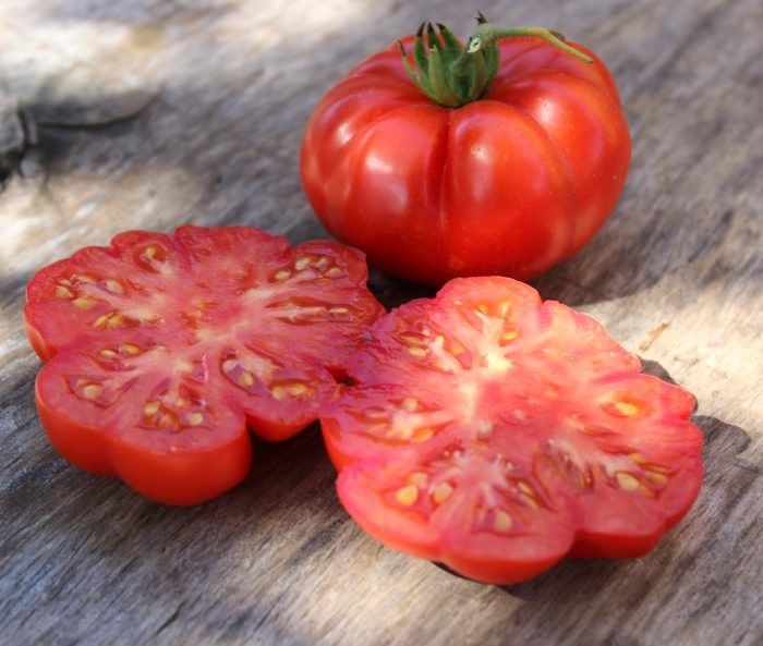 Костолуто Дженовезе: ребристый гигант с насыщенным вкусом для устоявшегося огорода