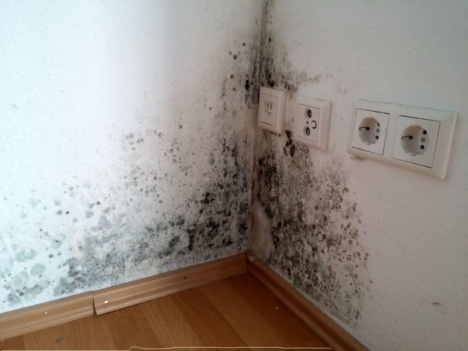 Как справиться с плесенью в доме