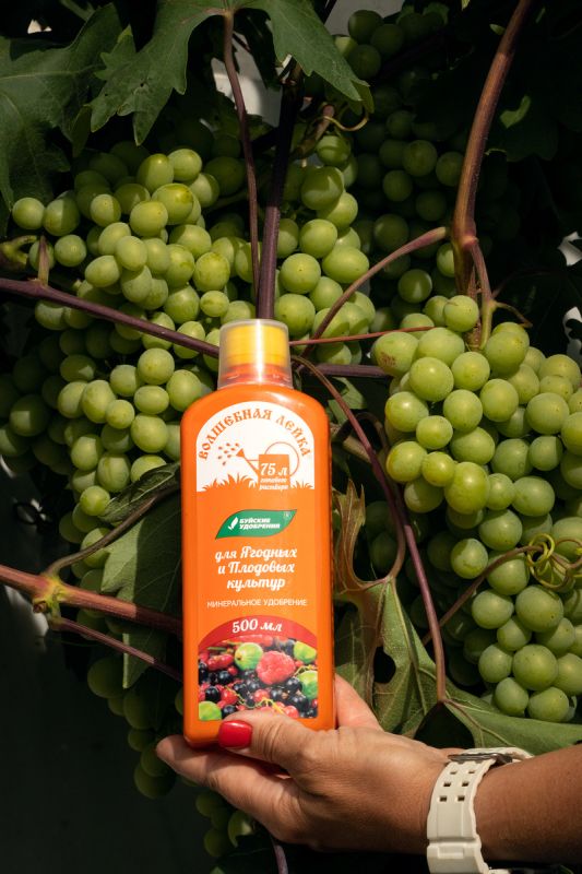 Как помочь винограду дозреть на кусту и сохранить сладость ягод