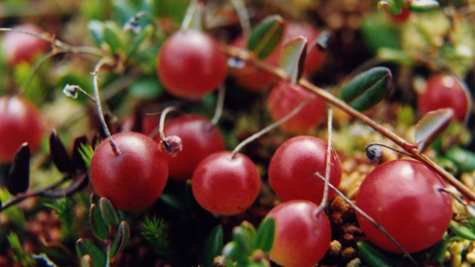 ������� �����, ������� ������� ���� ��������