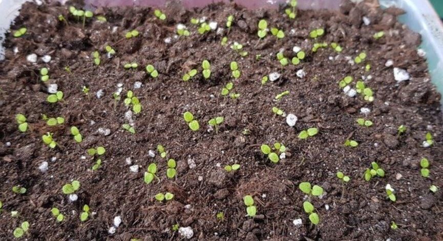 Рассада цветов: путь от всходов до закалки и подготовки к высадке