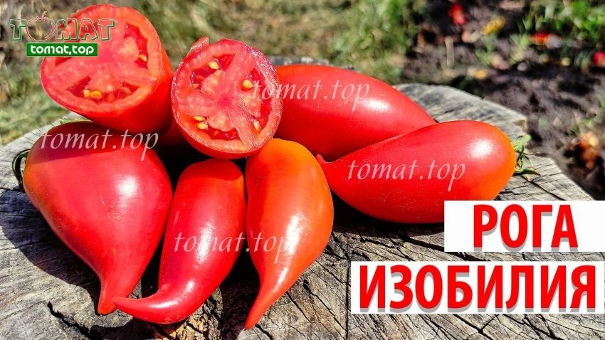 ����� ���� ��������: ��� ������������ ����������� ���� ������ ������������ ����� � ���