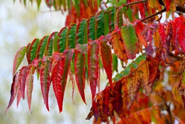 Осенний карнавал кустарников: 10 артефактов цвета и тепла
