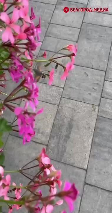   -  -?