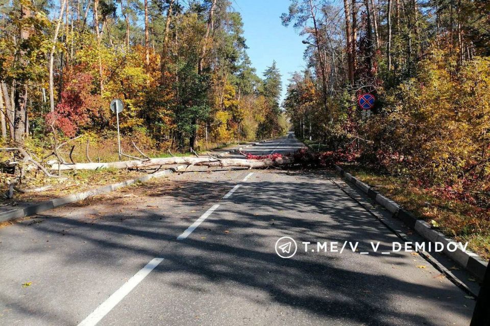 Вчера в Белгороде сильный ветер повалил несколько деревьев