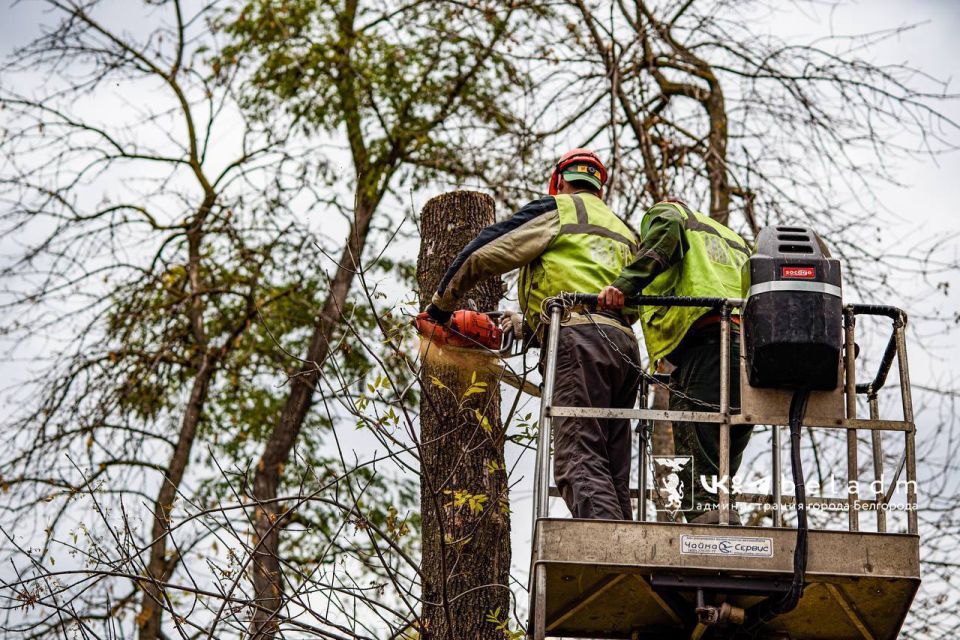 На Пушкинской аллее уберут 159 аварийных деревьев