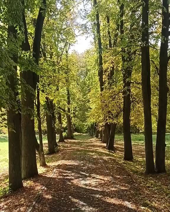    XIX       