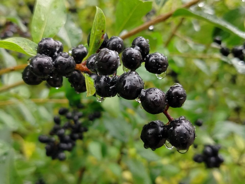 Сегодня, 9 октября, нас ждёт облачная с прояснениями погода