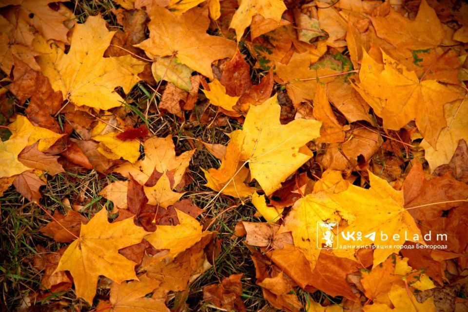 Доброе утро, Белгород!. Дожди задержатся в городе, принеся с собой пасмурную погоду