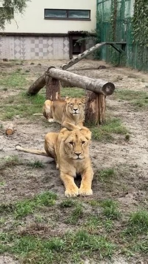 -   !