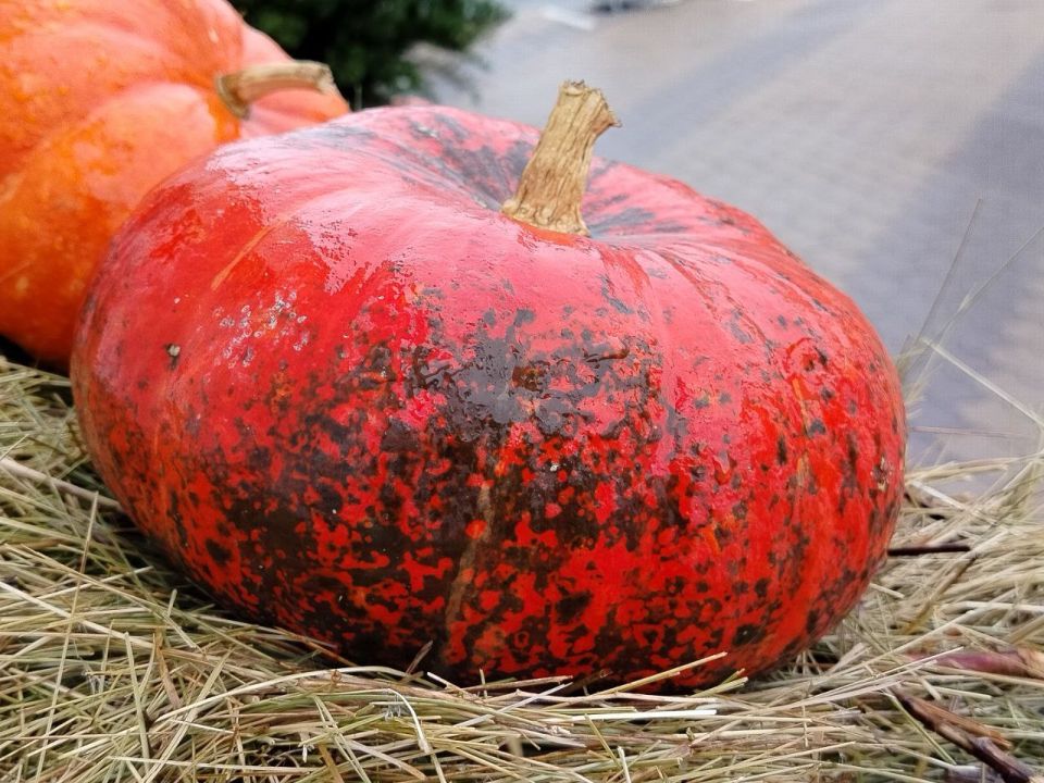 Сегодня, 12 октября, будет облачно