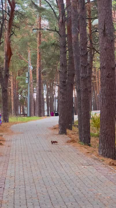 С наступлением осени белки меняют свою летнюю рыжую шерсть на зимнюю, серую шубку