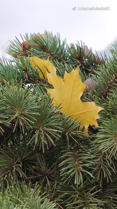 Доброе утро, Старый Оскол!