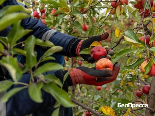 В Яковлевском округе планируют собрать рекордный урожай яблок
