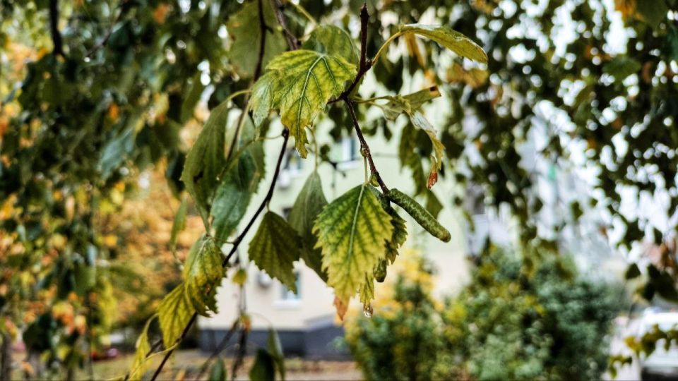 Сегодня, 22 октября, синоптики обещают облачную погоду с прояснениями