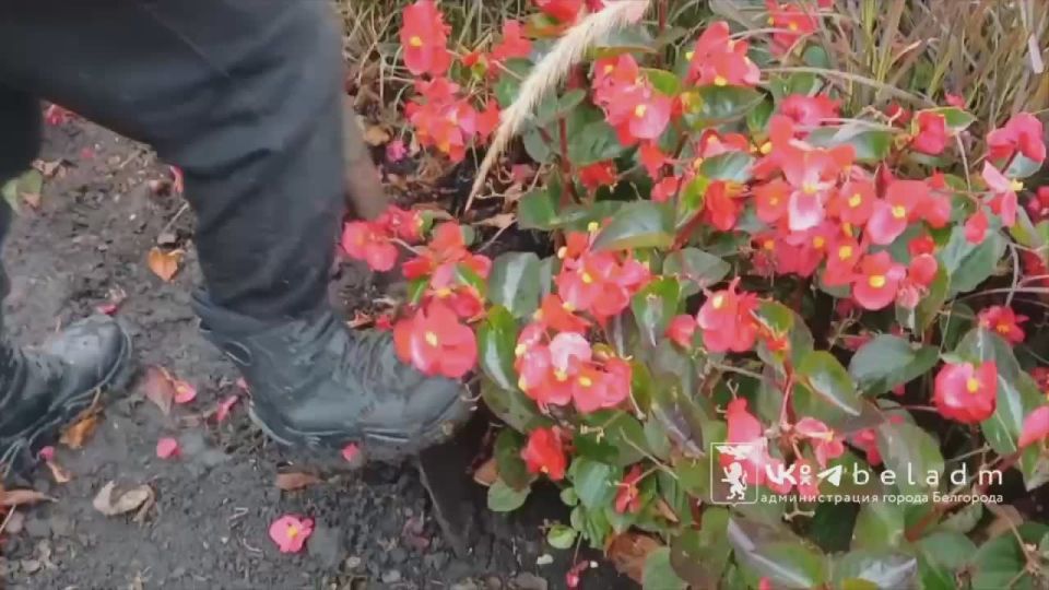 Белгород готовит зелёные насаждения к зиме